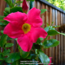 Location: At our garden - San Joaquin County, CA
Date: 2015-06-05
Mandevilla reblooms after a long rest.