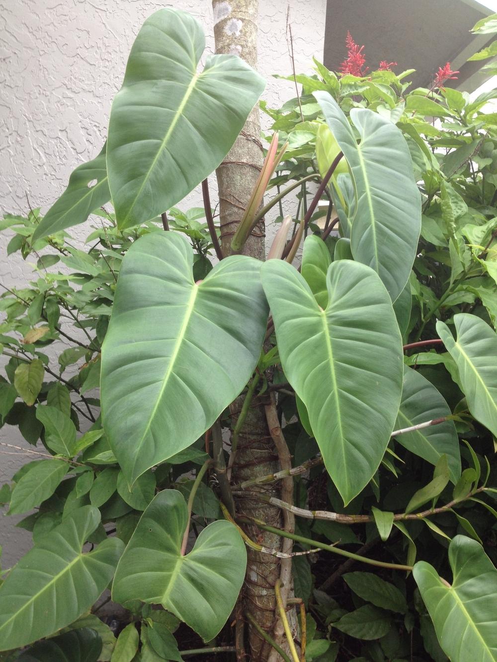 Photo of Spade Leaf Philodendron (Philodendron 'Fantasy') uploaded by toy747