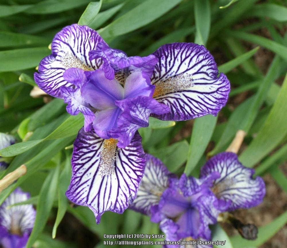Photo of Standard Dwarf Bearded Iris (Iris 'Force Field') uploaded by 4susiesjoy