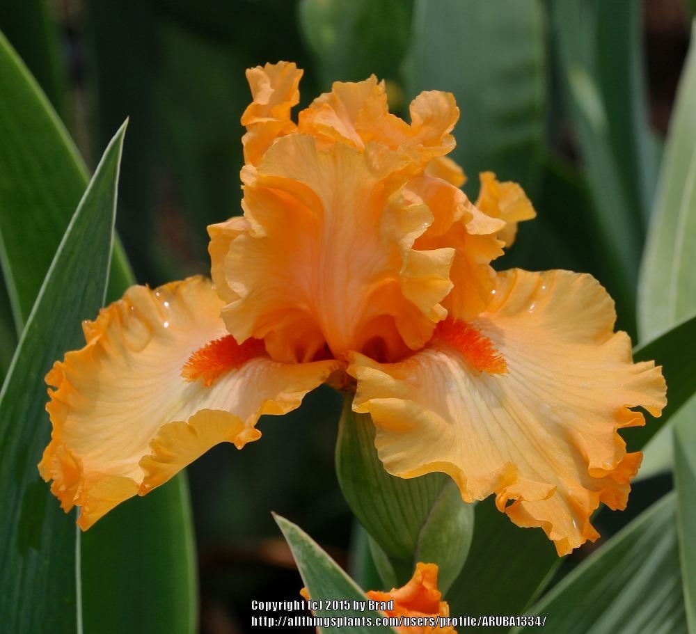 Photo of Tall Bearded Iris (Iris 'Fratello Sole') uploaded by ARUBA1334