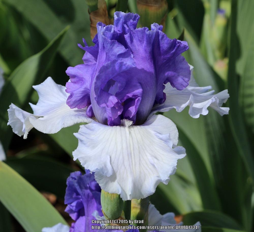 Photo of Tall Bearded Iris (Iris 'Ben's Finale') uploaded by ARUBA1334