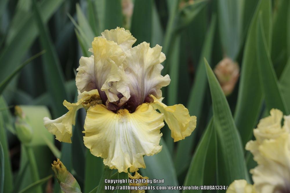 Photo of Tall Bearded Iris (Iris 'Monsoon Moon') uploaded by ARUBA1334