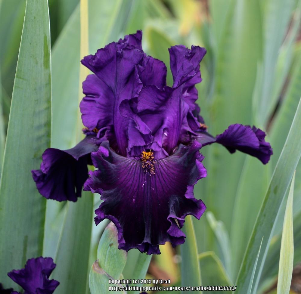 Photo of Tall Bearded Iris (Iris 'Harmonious Flow') uploaded by ARUBA1334