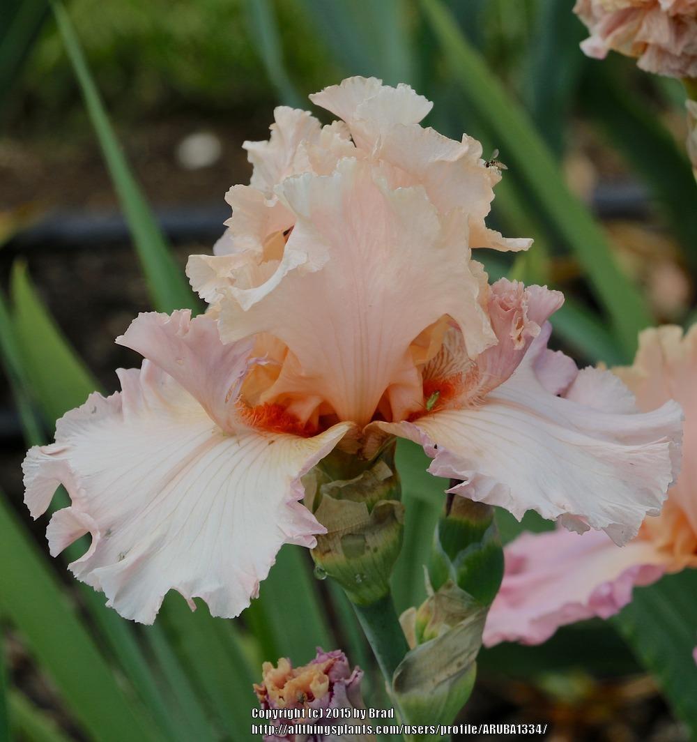 Photo of Tall Bearded Iris (Iris 'Tropical Delight') uploaded by ARUBA1334