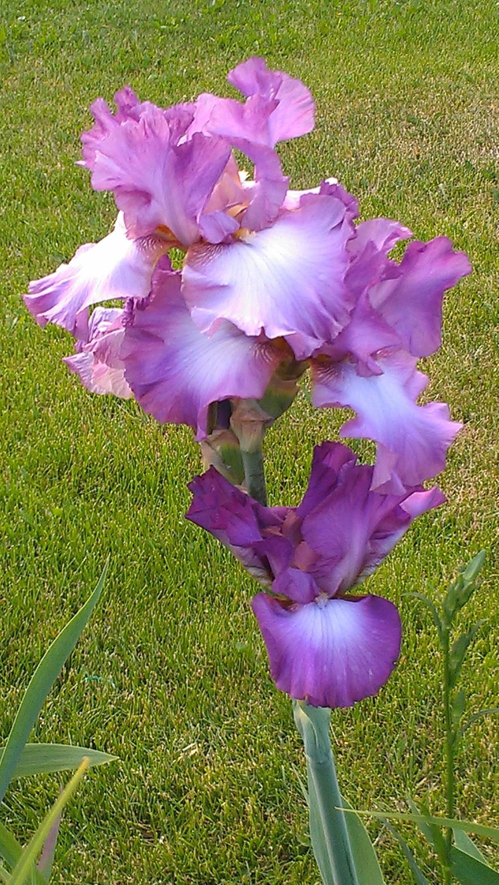 Photo of Tall Bearded Iris (Iris 'Rosette Wine') uploaded by Irislady
