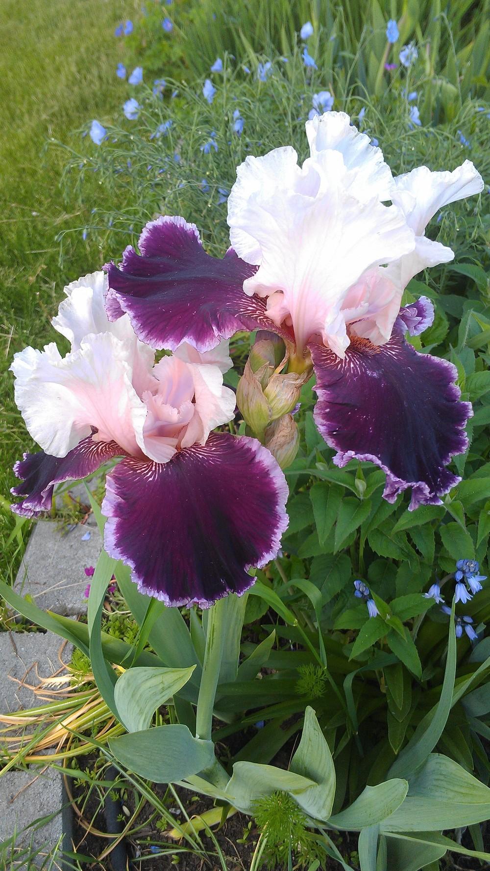 Photo of Tall Bearded Iris (Iris 'Sweeter than Wine') uploaded by Irislady