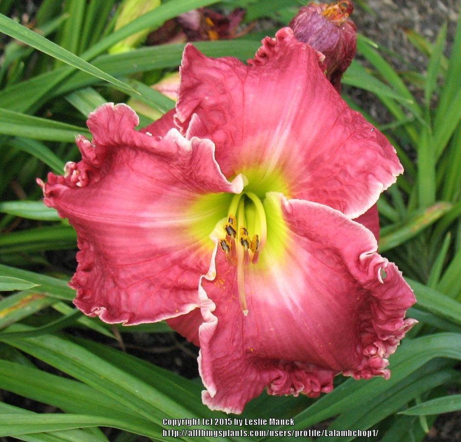 Photo of Daylily (Hemerocallis 'Run for the Roses') uploaded by Lalambchop1