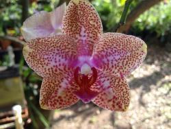 Thumb of 2015-06-07/Orchidquiltfish/458844