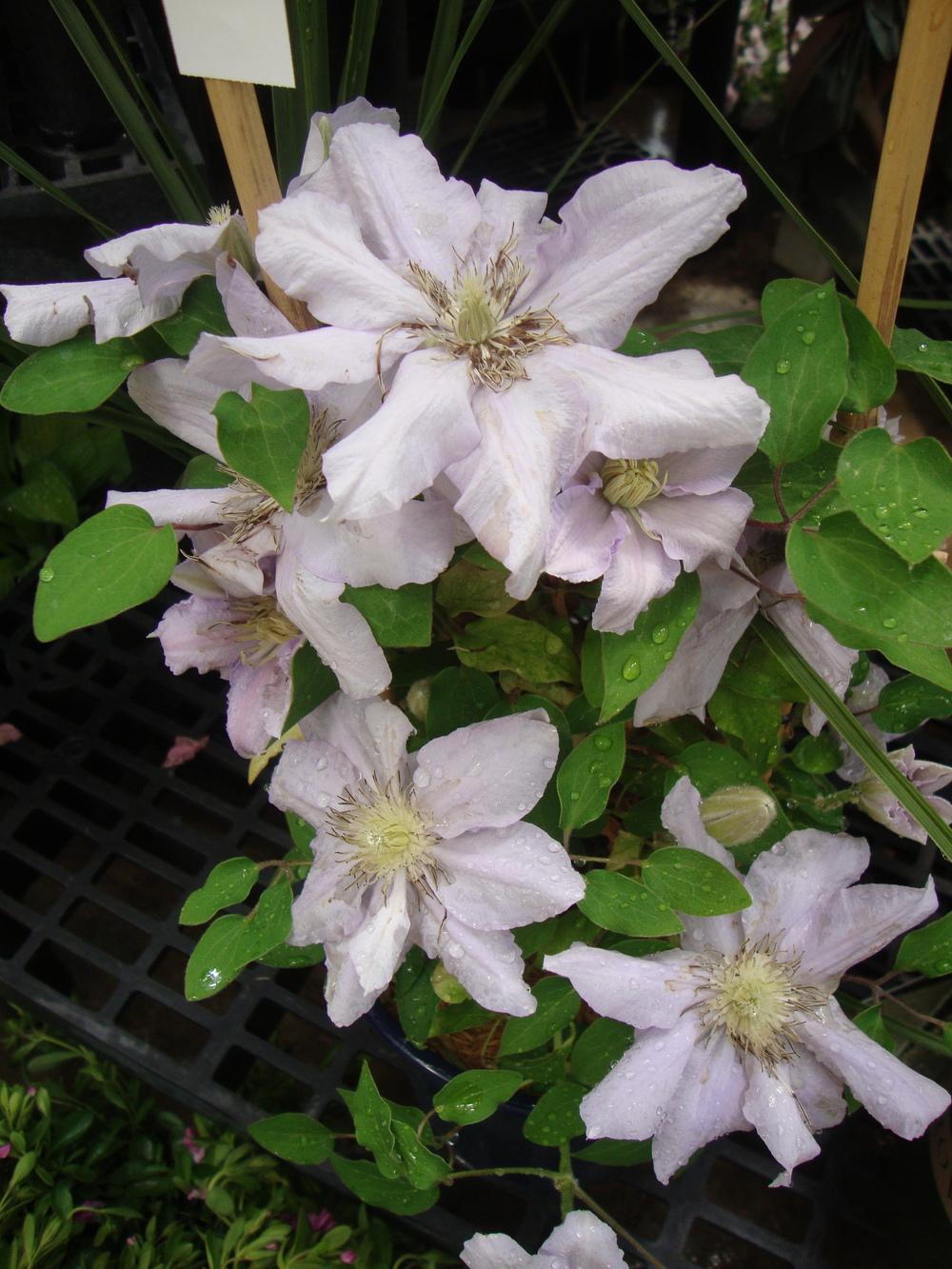 Photo of Clematis Chelsea™ uploaded by Paul2032