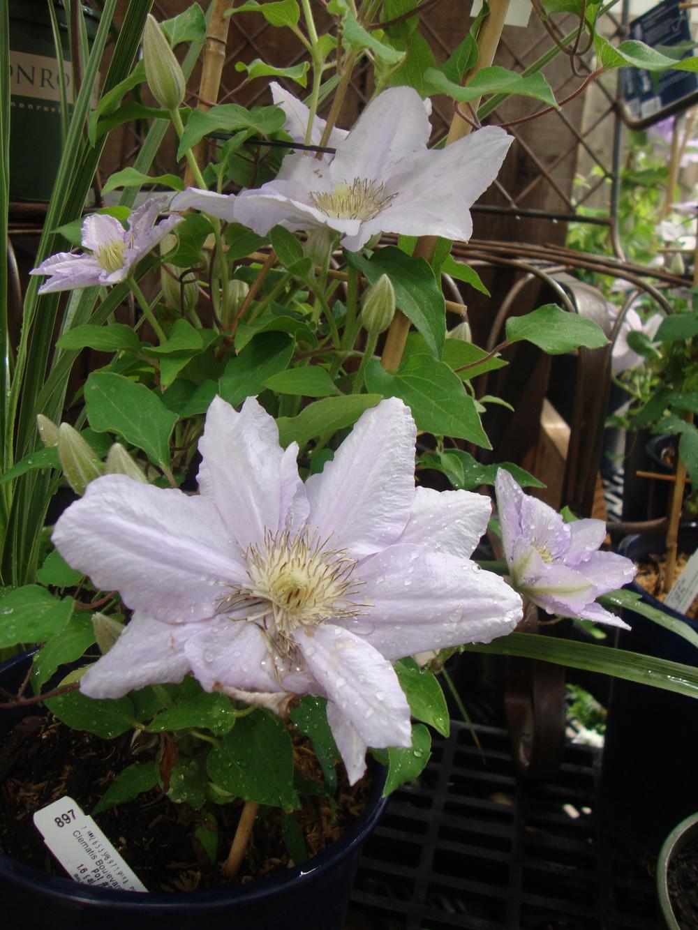 Photo of Clematis Chelsea™ uploaded by Paul2032