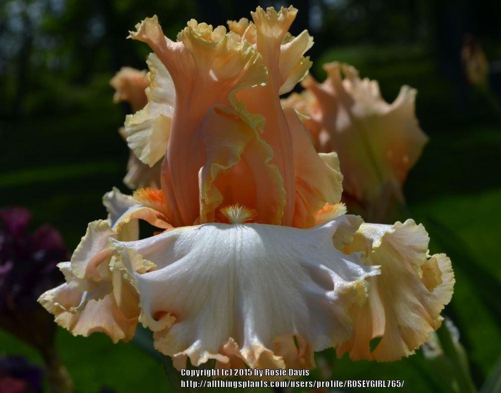 Photo of Tall Bearded Iris (Iris 'Pretty Bubbles') uploaded by ROSEYGIRL765