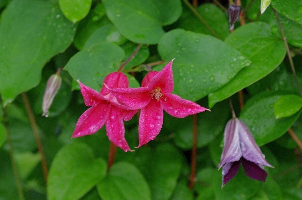 Photo of Clematis (Clematis texensis 'Princess Diana') uploaded by Rose1656