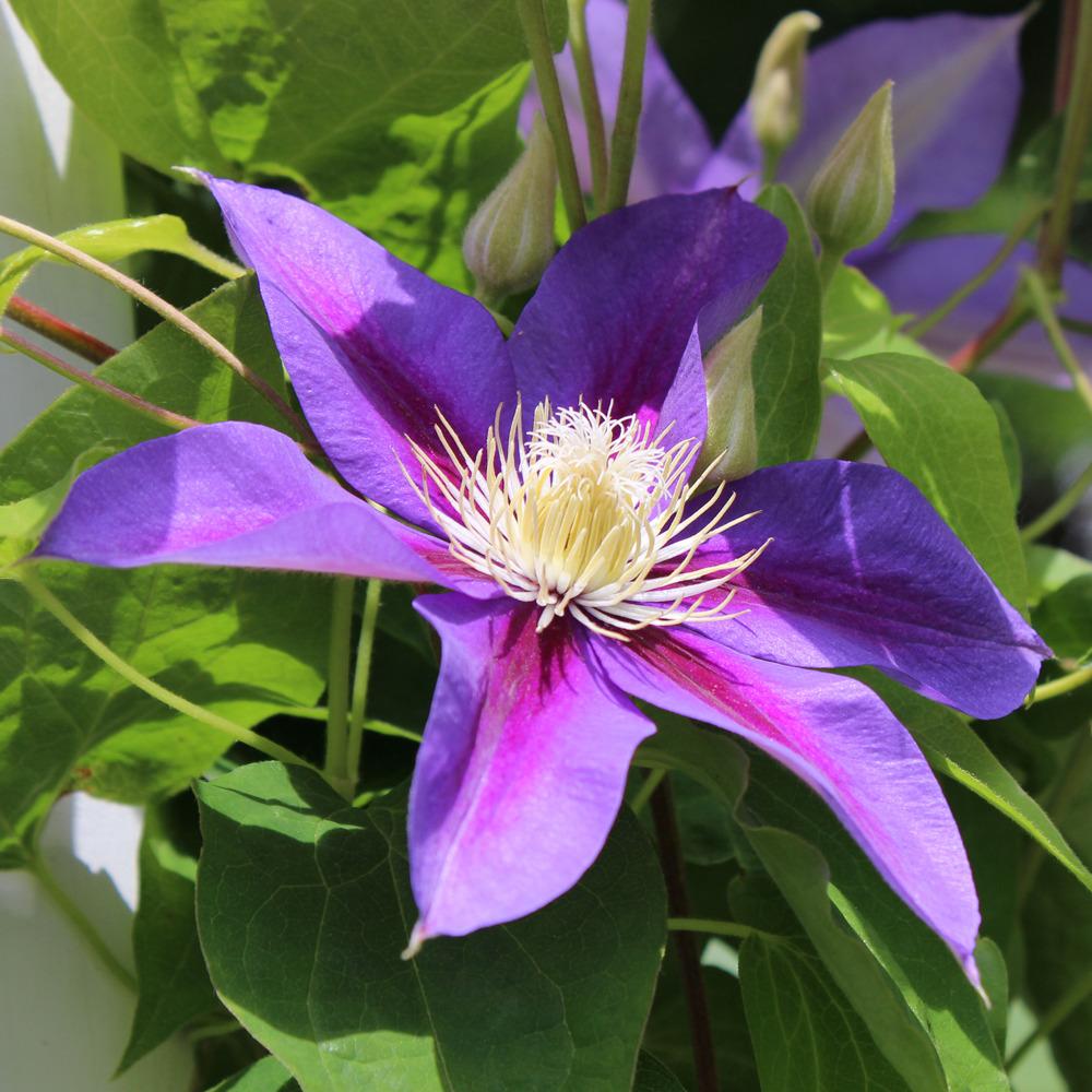Photo of Clematis 'Barbara Jackman' uploaded by blue23rose