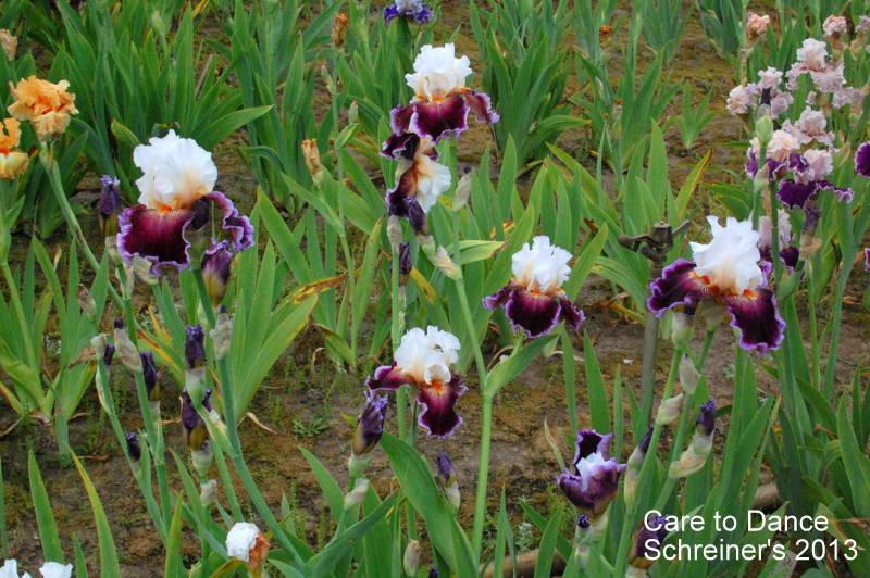 Photo of Tall Bearded Iris (Iris 'Care To Dance') uploaded by coboro