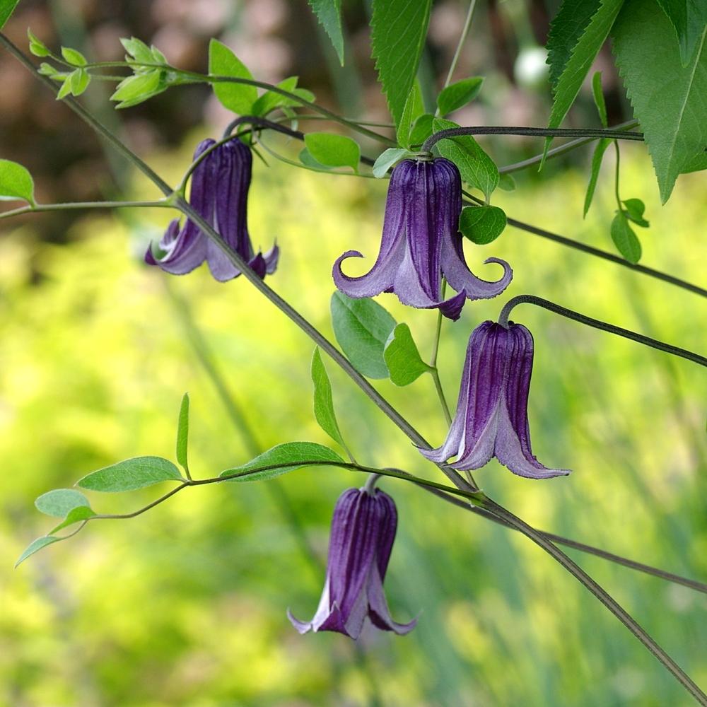 Photo of Clematis 'Roguchi' uploaded by dirtdorphins