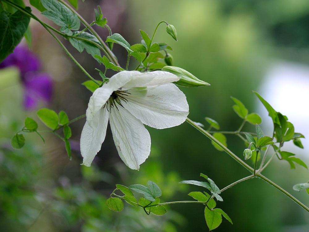 Photo of Clematis (Clematis viticella 'Maria Cornelia') uploaded by dirtdorphins