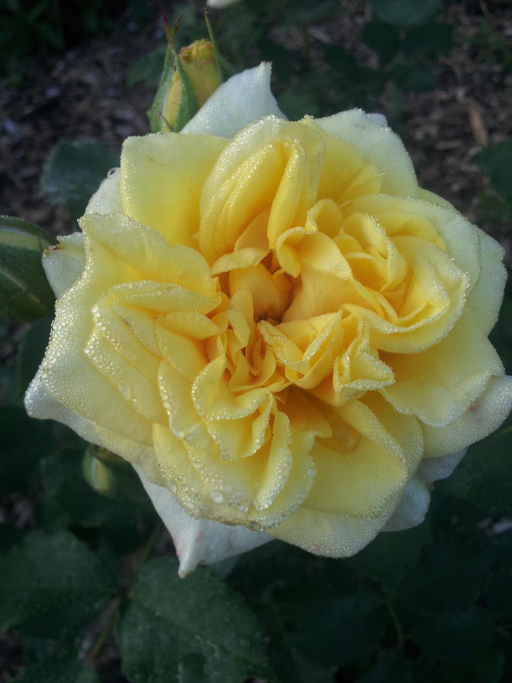 Photo of Rose (Rosa 'Golden Fairy Tale') uploaded by gemini_sage