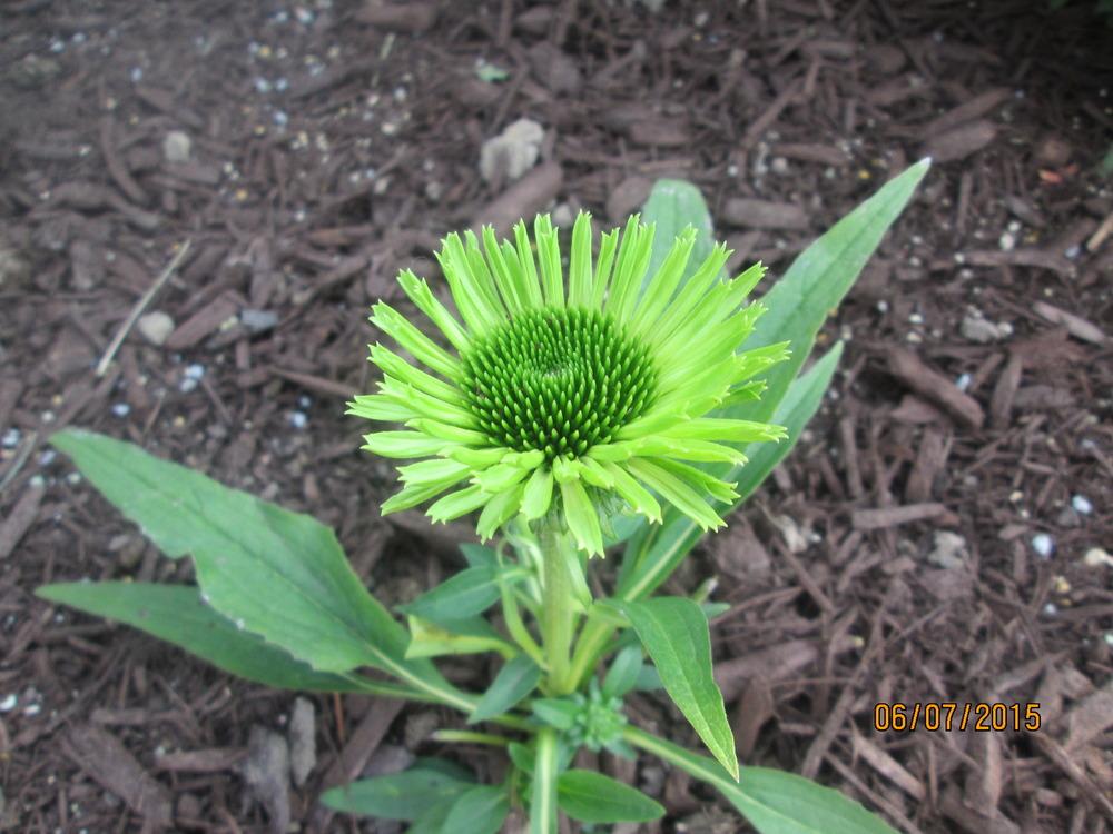 Photo of Coneflower (Echinacea 'Green Jewel') uploaded by kingconeflower