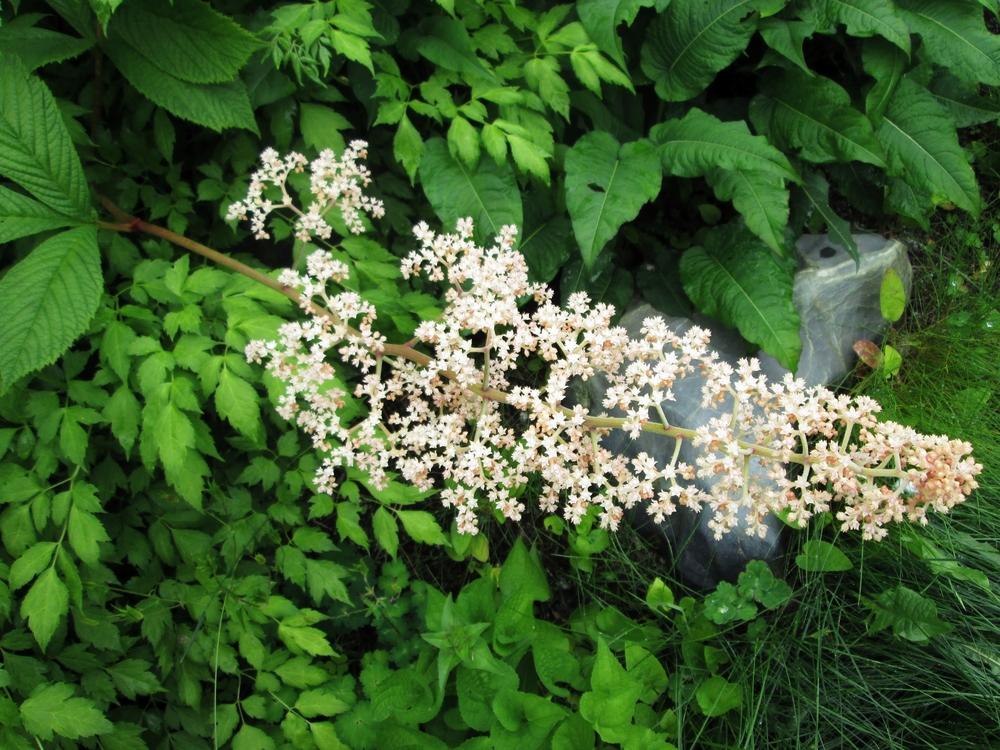 Photo of Rodgersia (Rodgersia aesculifolia) uploaded by lauribob