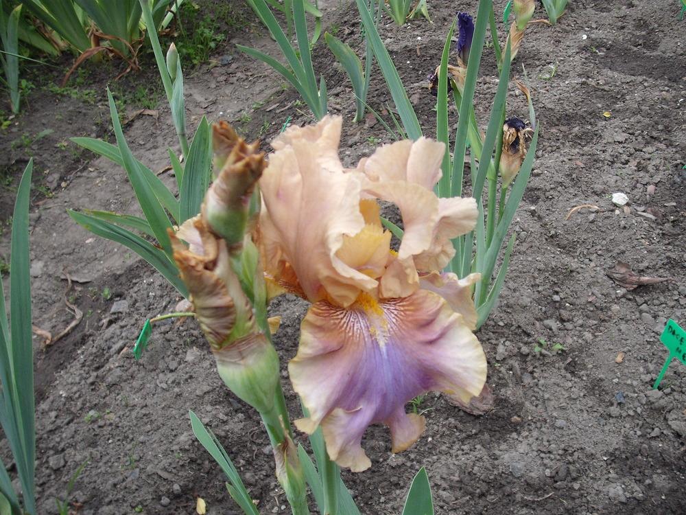 Photo of Tall Bearded Iris (Iris 'Jaźwin') uploaded by pasla3