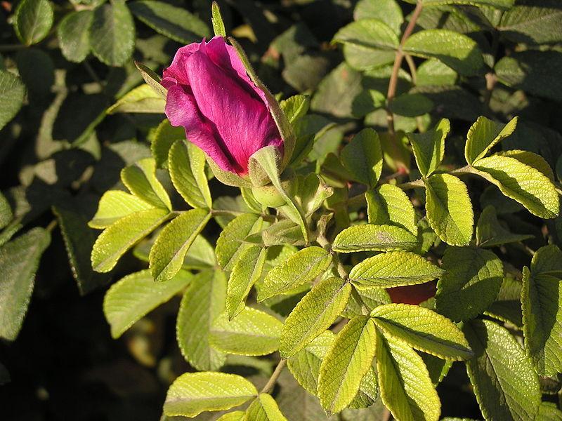 Photo of Beach Rose (Rosa rugosa) uploaded by robertduval14