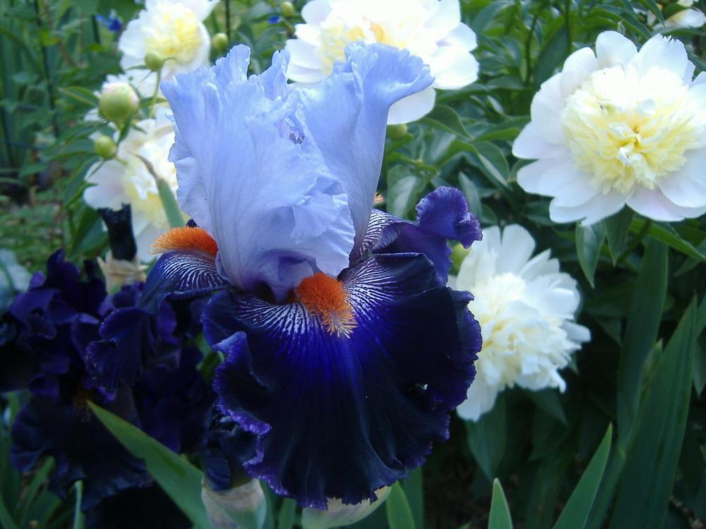 Photo of Tall Bearded Iris (Iris 'Honourable Lord') uploaded by tveguy3