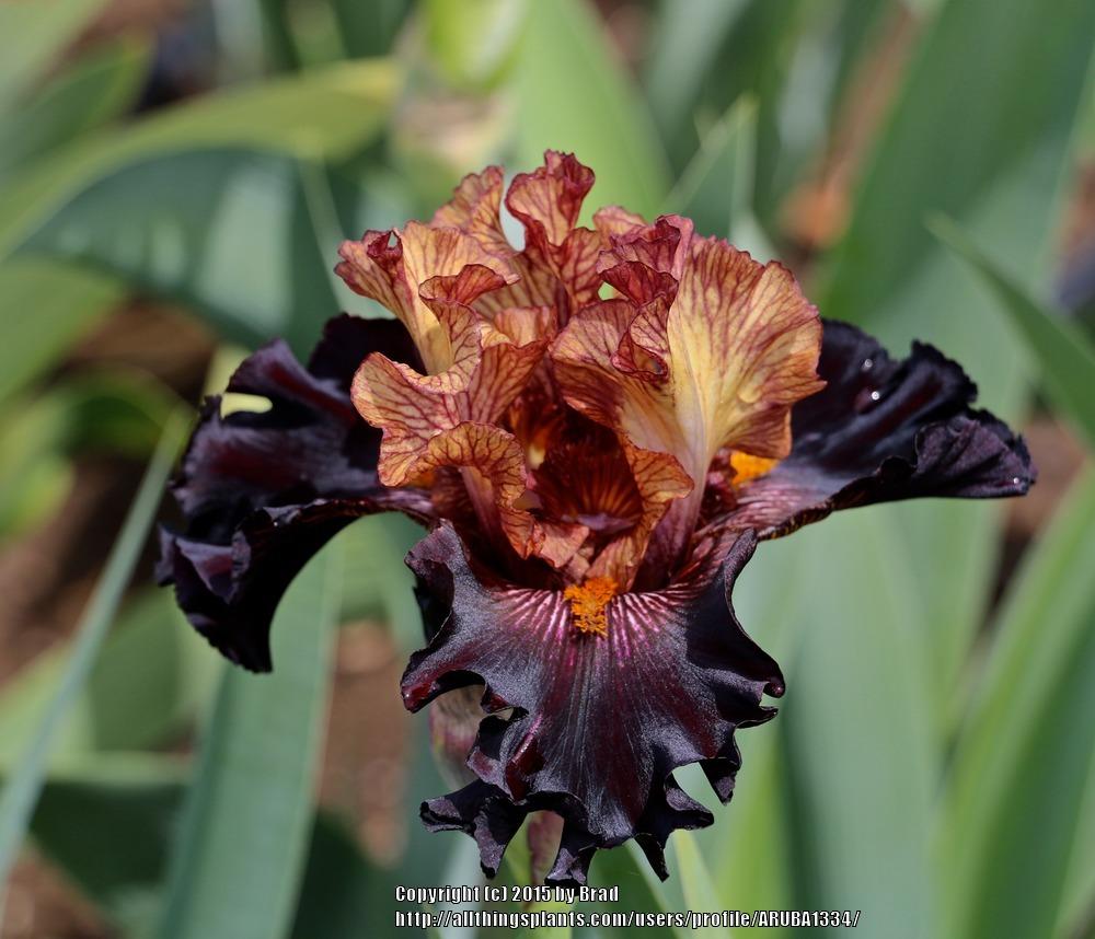Photo of Tall Bearded Iris (Iris 'Caramel 'n Chocolate') uploaded by ARUBA1334