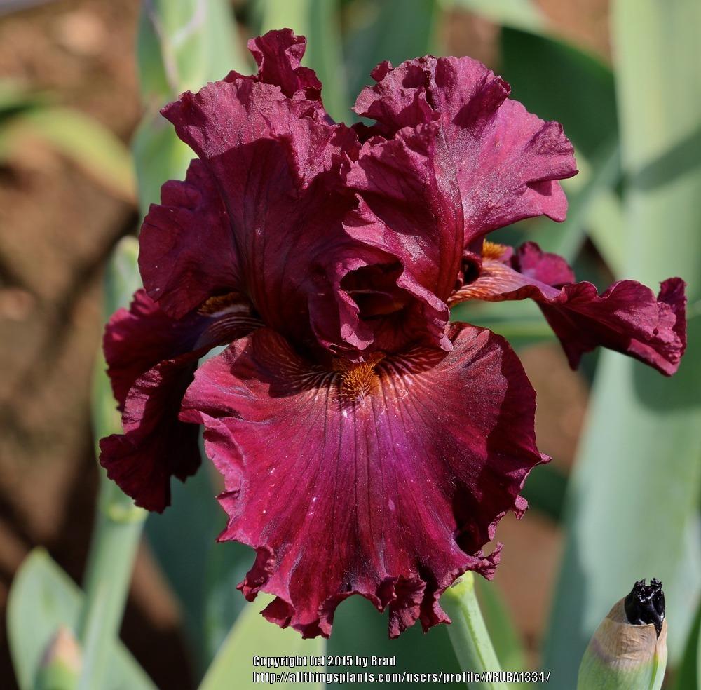Photo of Tall Bearded Iris (Iris 'Vintage Port') uploaded by ARUBA1334