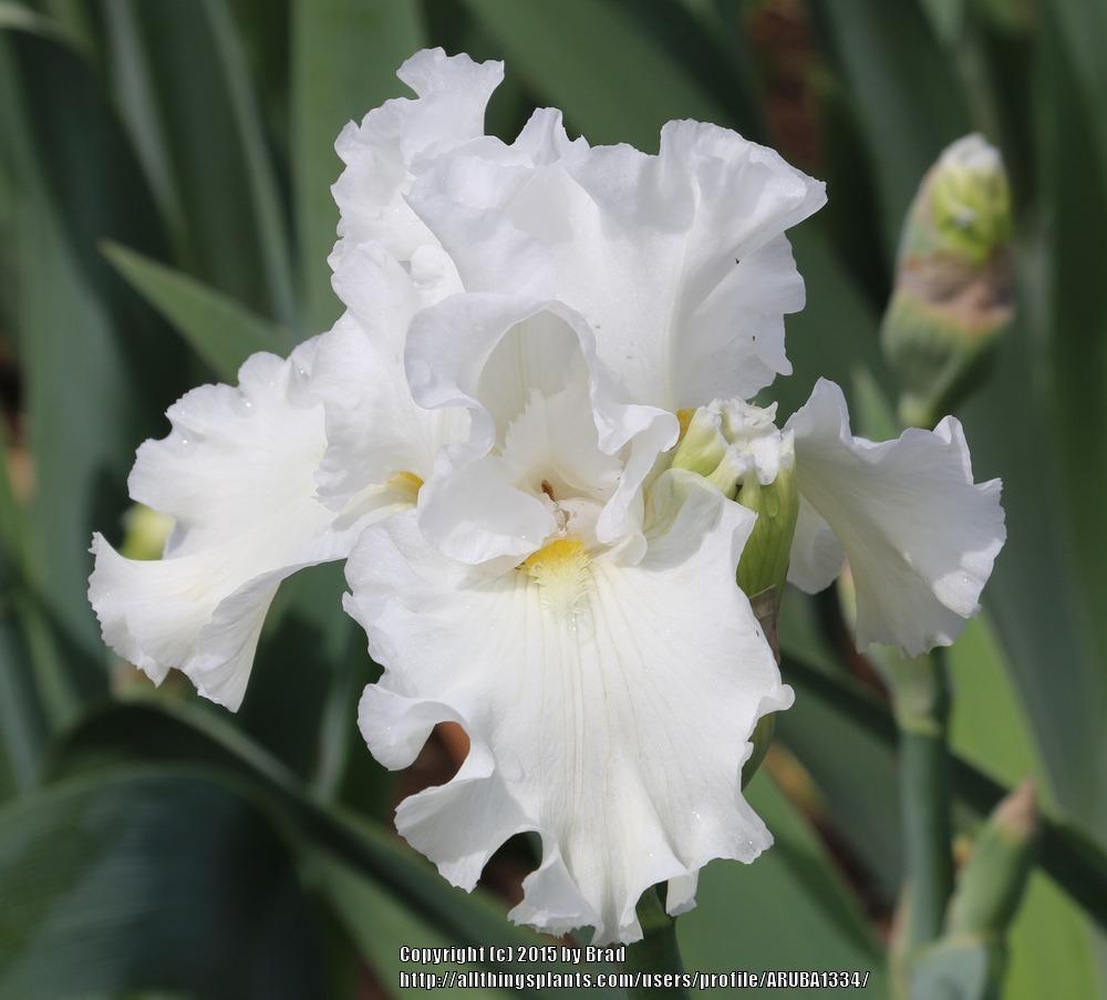 Photo of Tall Bearded Iris (Iris 'Quintessa') uploaded by ARUBA1334