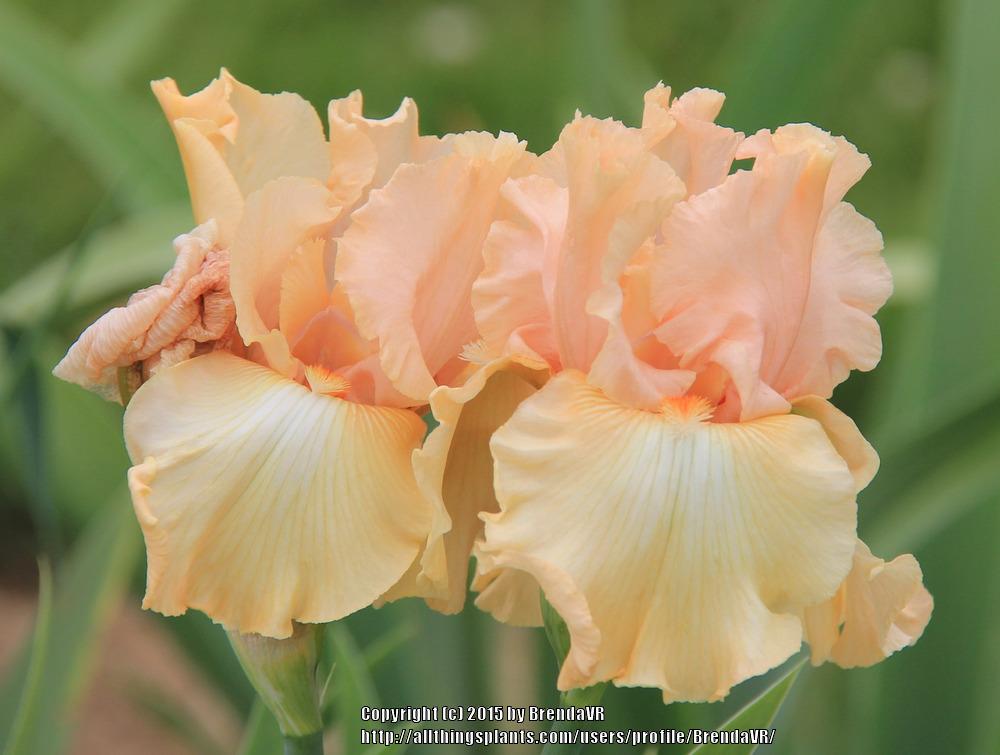 Photo of Tall Bearded Iris (Iris 'Melonaide') uploaded by BrendaVR