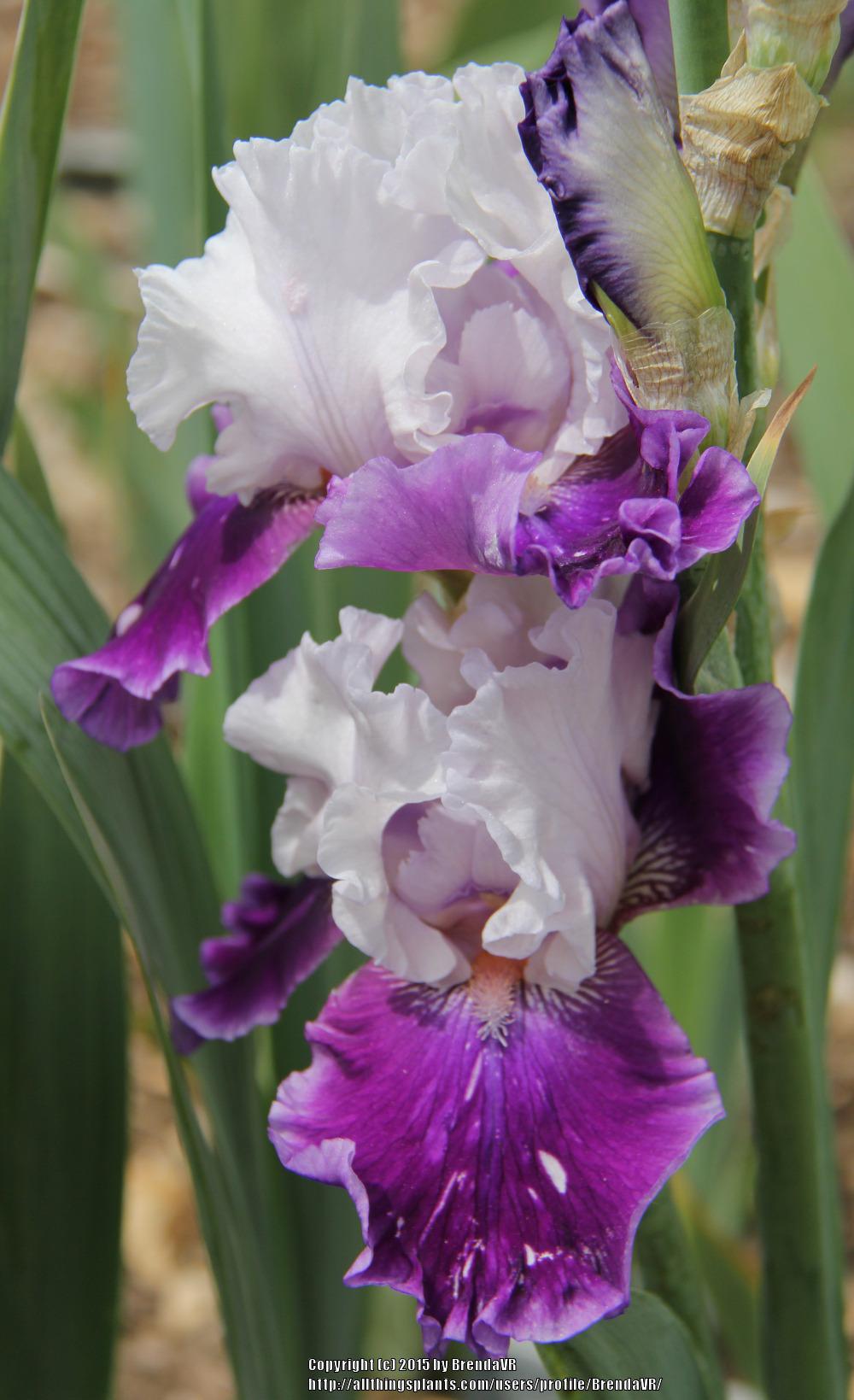 Photo of Tall Bearded Iris (Iris 'Hold and Behold') uploaded by BrendaVR