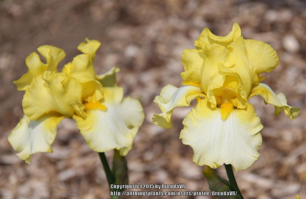 Photo of Tall Bearded Iris (Iris 'Sun Fun') uploaded by BrendaVR