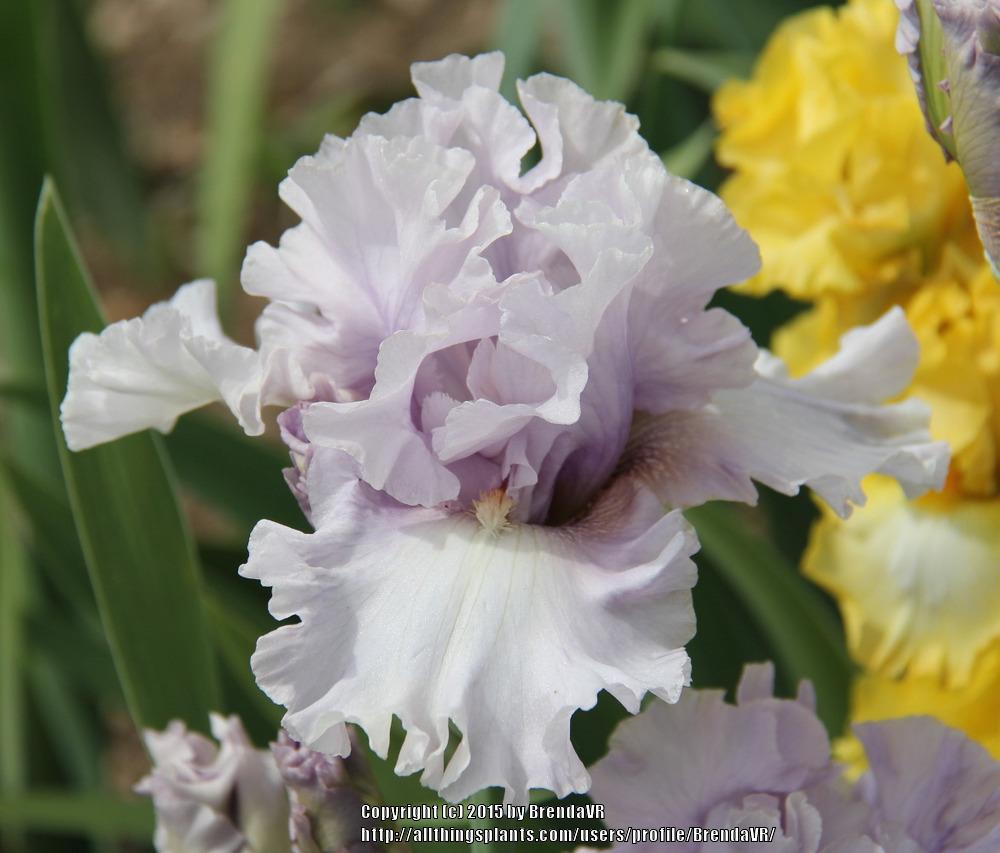 Photo of Tall Bearded Iris (Iris 'Lavender Twist') uploaded by BrendaVR