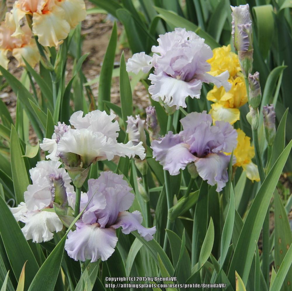 Photo of Tall Bearded Iris (Iris 'Lavender Twist') uploaded by BrendaVR