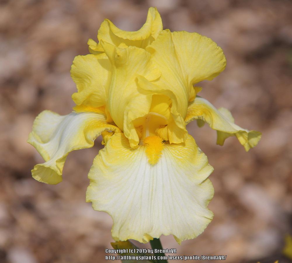 Photo of Tall Bearded Iris (Iris 'Sun Fun') uploaded by BrendaVR