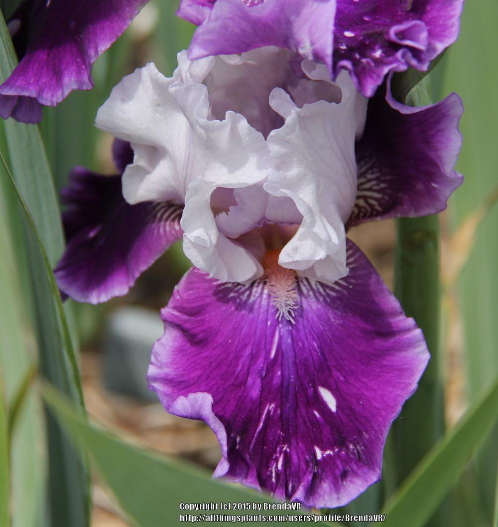 Photo of Tall Bearded Iris (Iris 'Hold and Behold') uploaded by BrendaVR