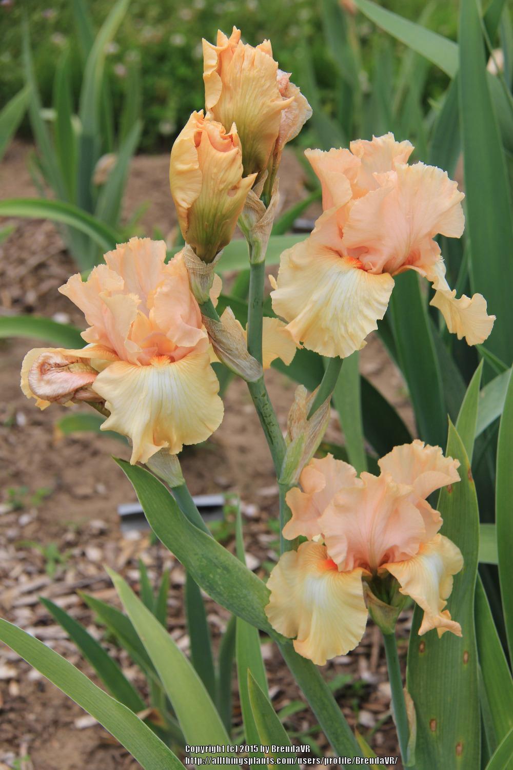 Photo of Tall Bearded Iris (Iris 'Melonaide') uploaded by BrendaVR