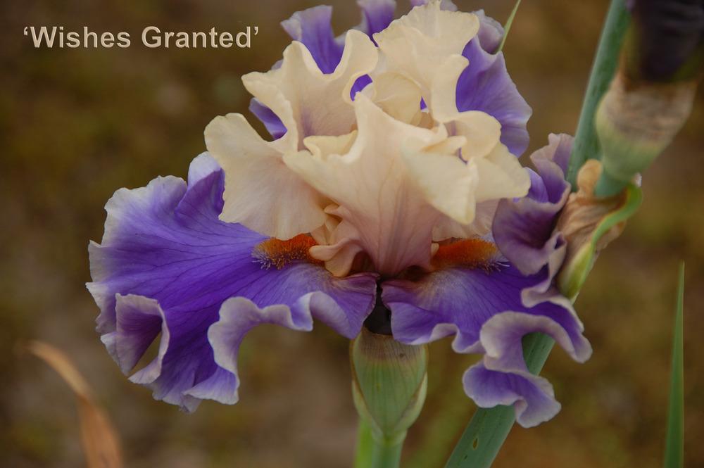 Photo of Tall Bearded Iris (Iris 'Wishes Granted') uploaded by Mikey