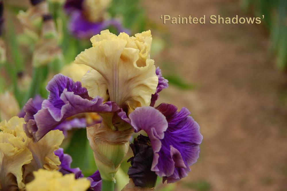 Photo of Tall Bearded Iris (Iris 'Painted Shadows') uploaded by Mikey