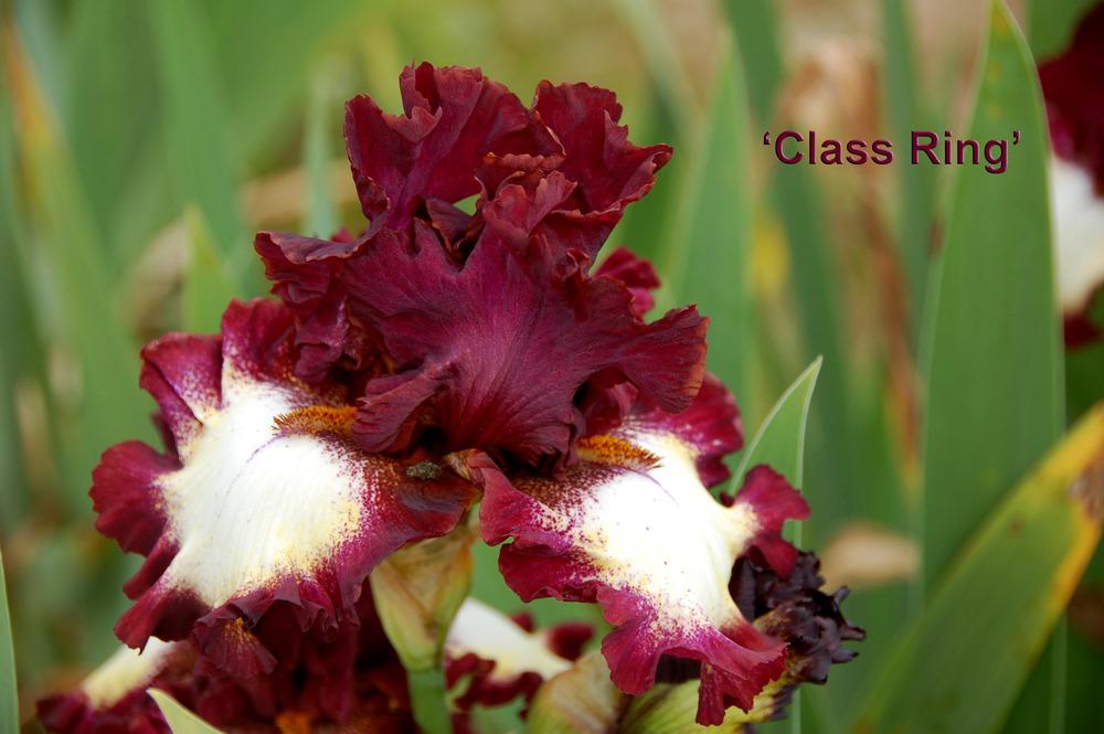 Photo of Tall Bearded Iris (Iris 'Class Ring') uploaded by Mikey