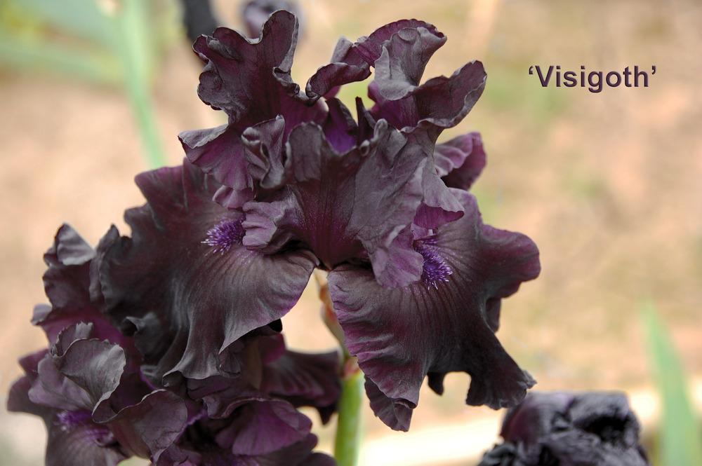 Photo of Tall Bearded Iris (Iris 'Visigoth') uploaded by Mikey
