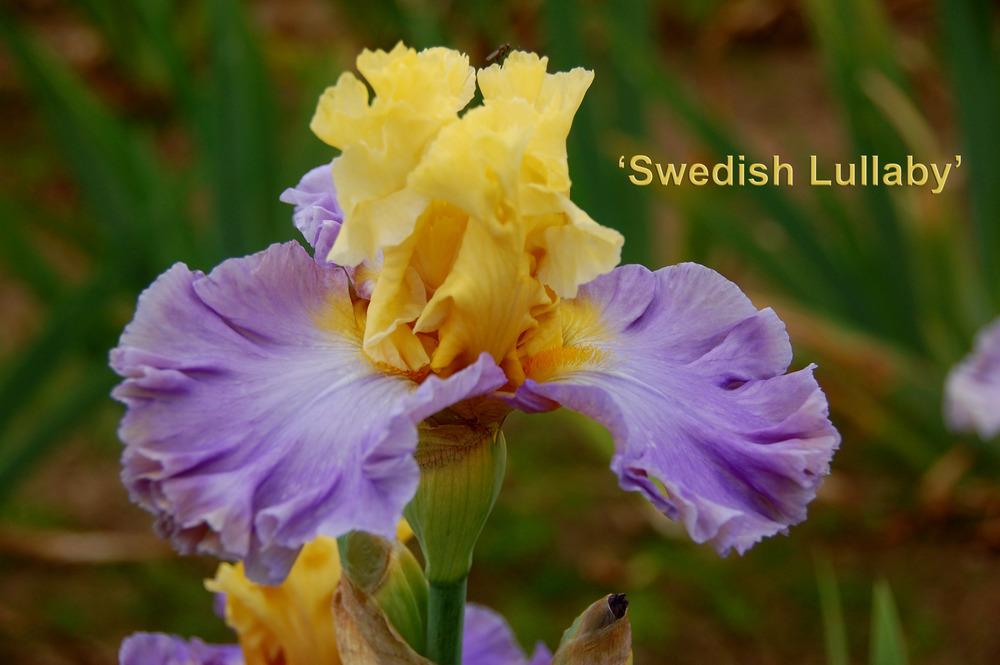 Photo of Tall Bearded Iris (Iris 'Swedish Lullaby') uploaded by Mikey