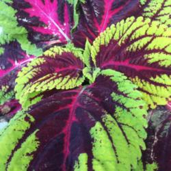 Location: My garden, central NJ, Zone 7A
Date: 6/7/15
Coleus Kong Rose