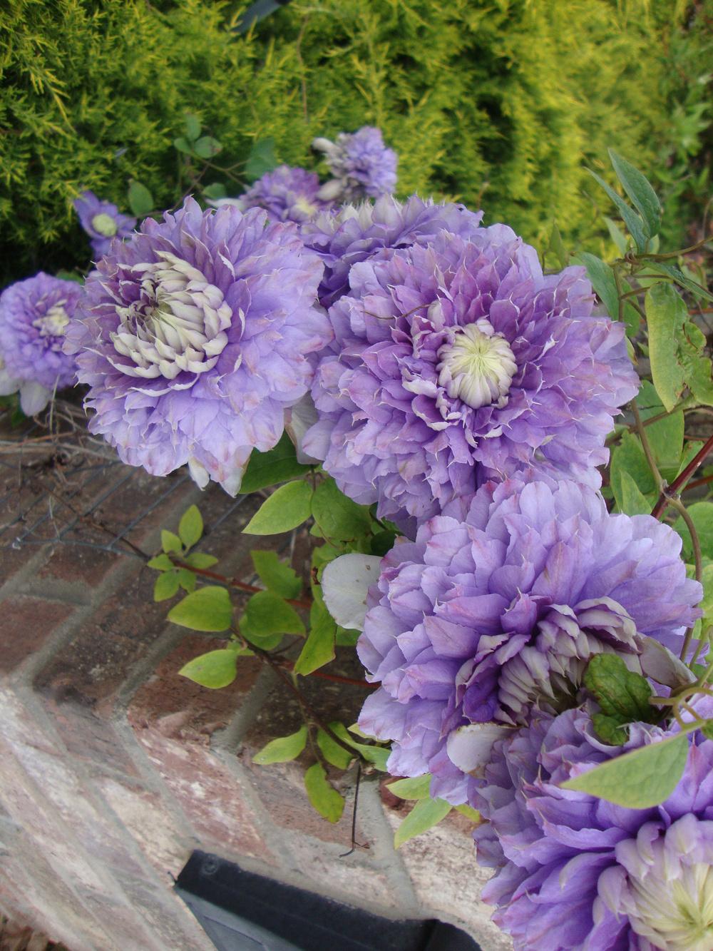 Photo of Clematis Diamantina™ uploaded by Paul2032