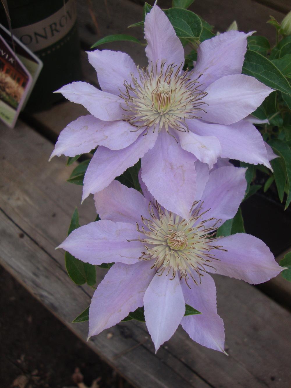 Photo of Clematis Filigree™ uploaded by Paul2032