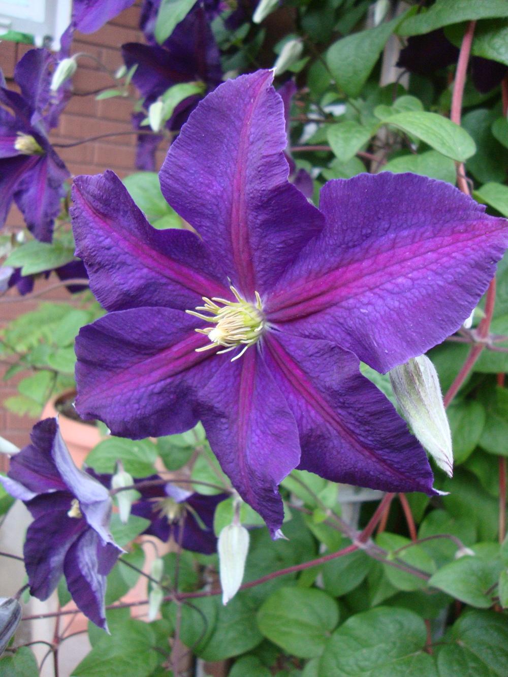 Photo of Clematis 'Jackmanii Superba' uploaded by Paul2032
