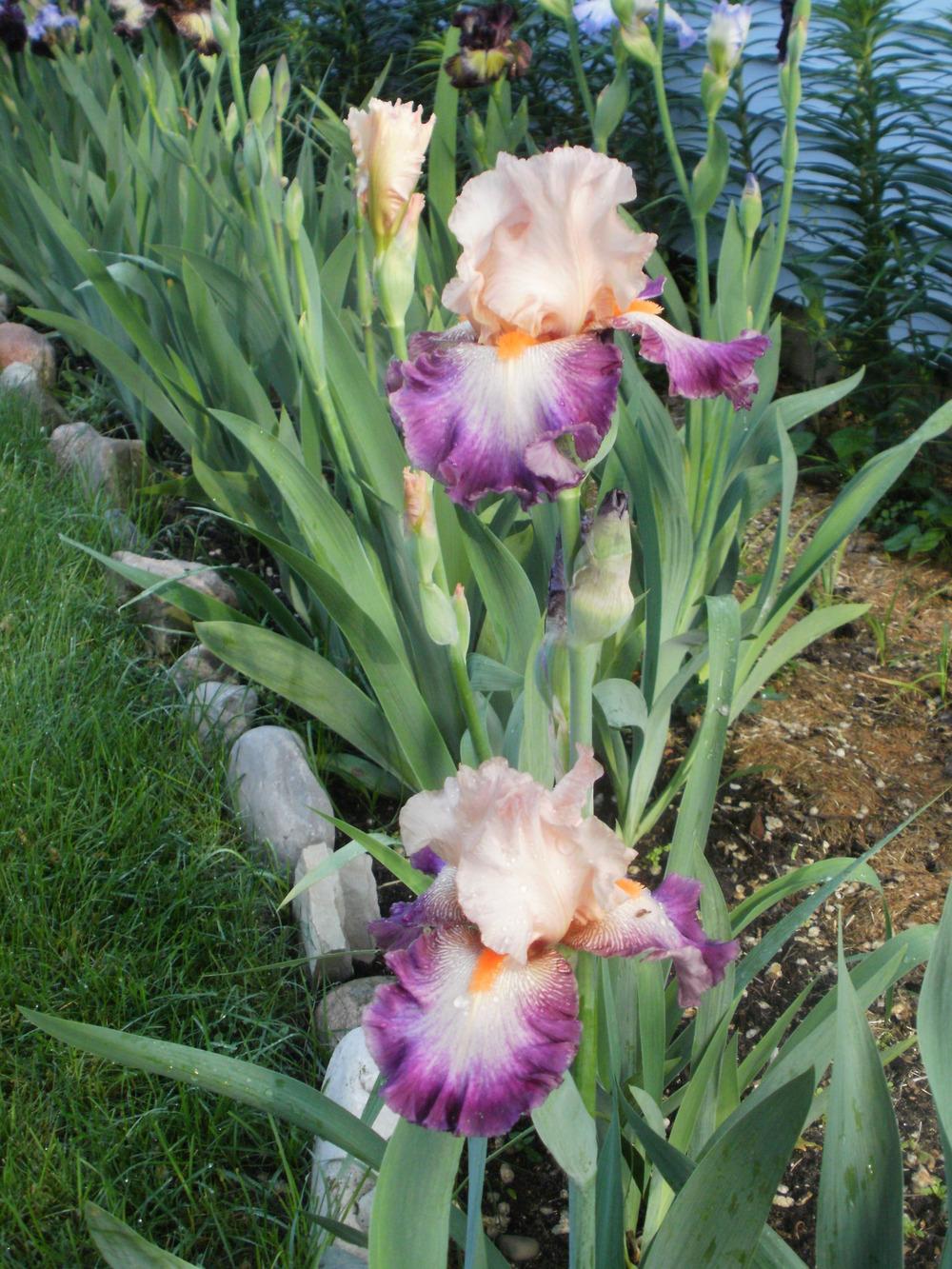 Photo of Tall Bearded Iris (Iris 'Come Away with Me') uploaded by bramedog