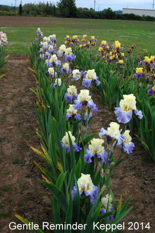 Photo of Tall Bearded Iris (Iris 'Gentle Reminder') uploaded by coboro