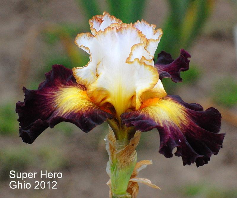 Photo of Tall Bearded Iris (Iris 'Superhero') uploaded by coboro