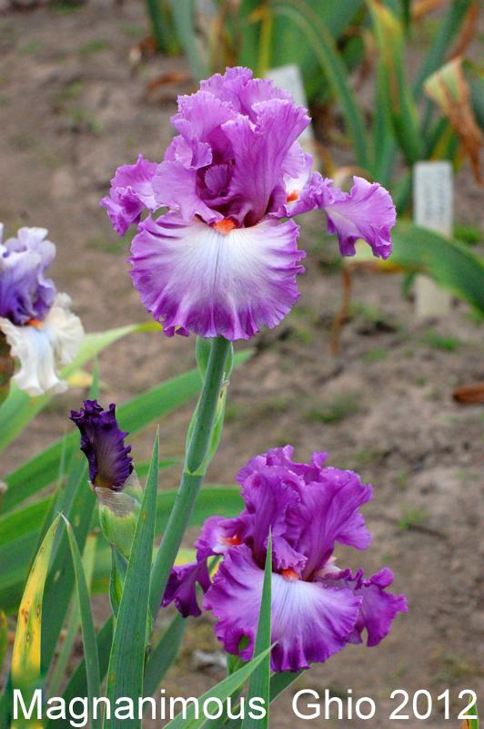 Photo of Tall Bearded Iris (Iris 'Magnanimous') uploaded by coboro